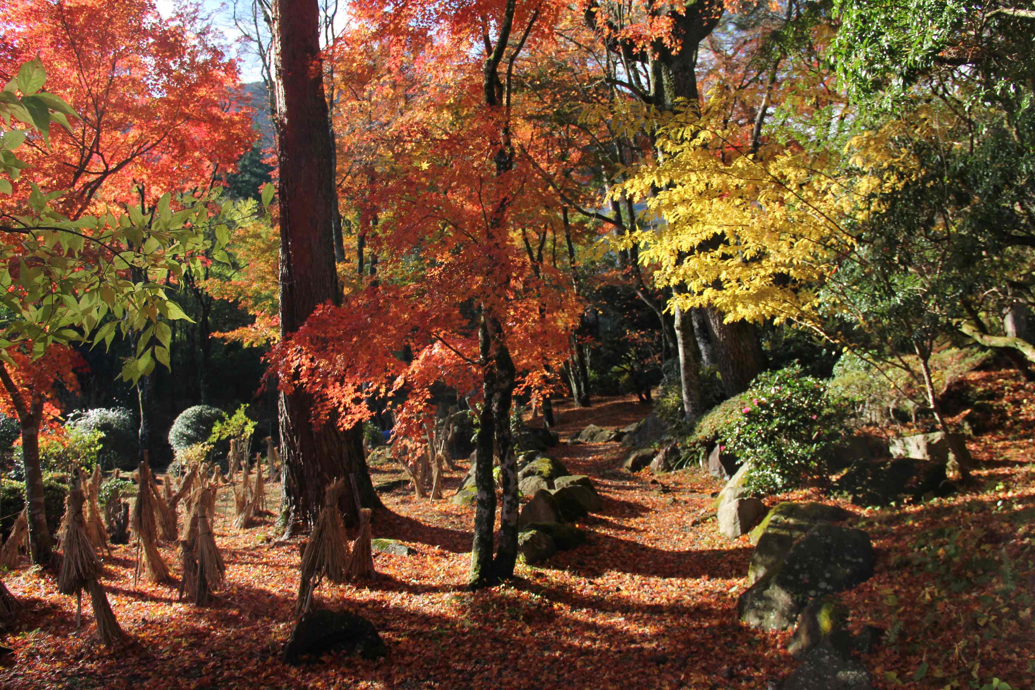 紅葉_庭園.JPG